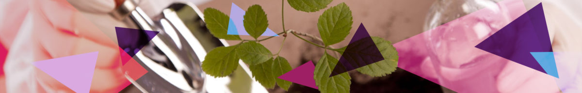 banner image plant